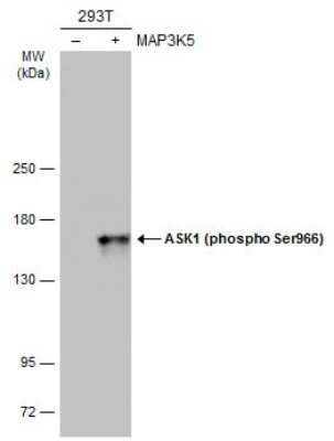 Western Blot: ASK1 [p Ser966] Antibody [NBP3-13306]